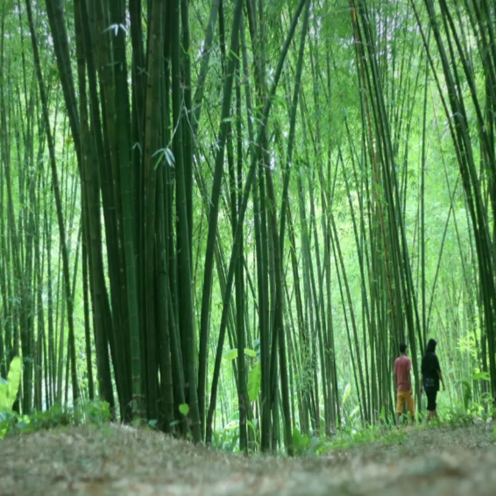 Oottal Bamboo Forest